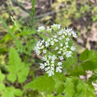 Osmorhiza longistylis — flower