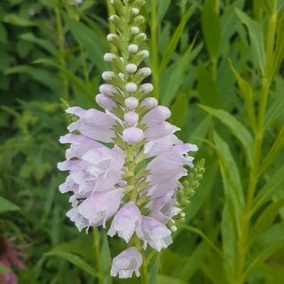 Physostegia virginiana — flower