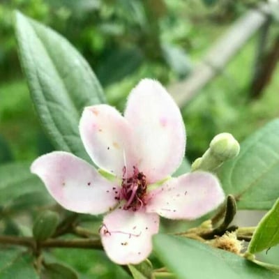Rhodomyrtus tomentosa — flower