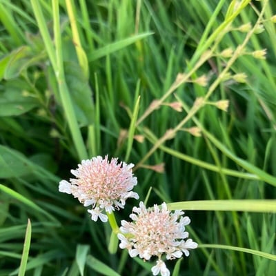Oenanthe fistulosa — flower