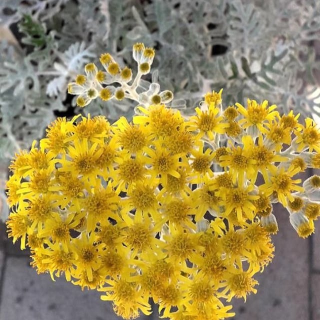 Jacobaea maritima — flower