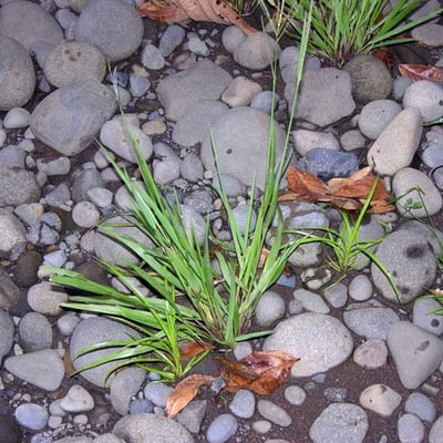 Digitaria violascens — habit