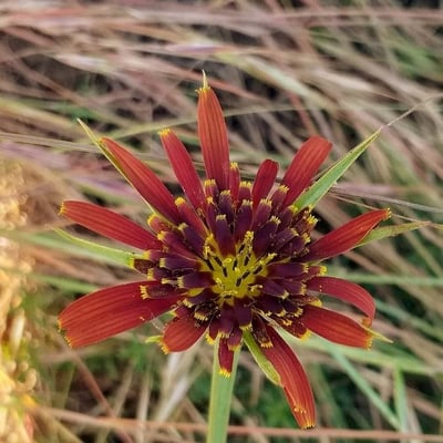 Tragopogon crocifolius — flower