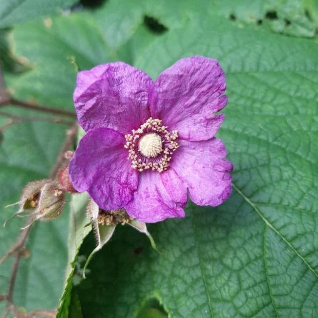Rubus odoratus — flower
