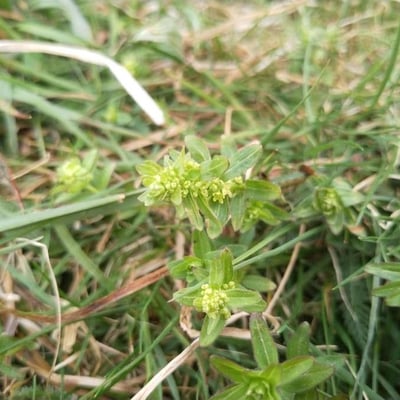 Cruciata glabra — flower
