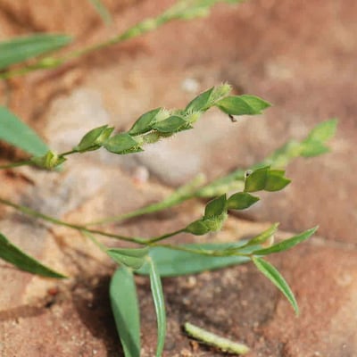 Zornia glochidiata — fruit