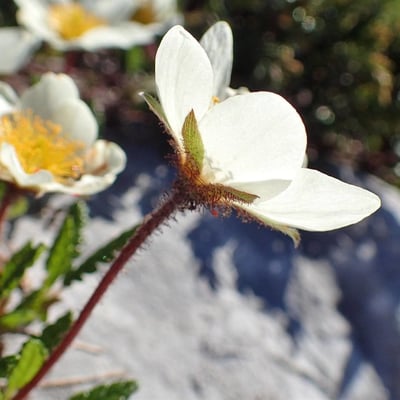Dryas octopetala — flower