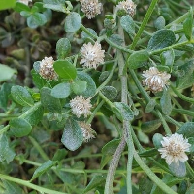 Baccharis pilularis — flower