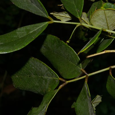 Senna atomaria — leaf