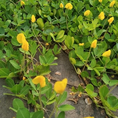Arachis hypogaea — flower