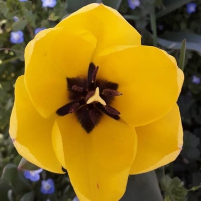 Tulipa gesneriana — flower