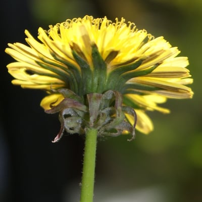 Taraxacum fasciatum — flower