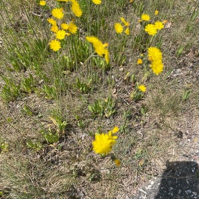 Pilosella caespitosa — flower