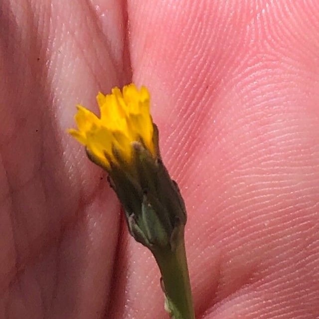 Hypochaeris glabra — flower