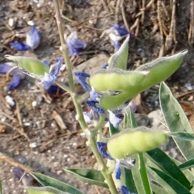 Lupinus latifolius — fruit
