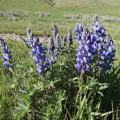 Lupinus angustifolius — flower