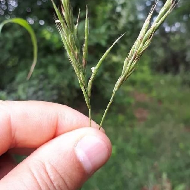 Brachypodium pinnatum — flower