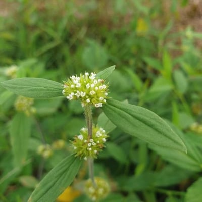 Mitracarpus hirtus — flower