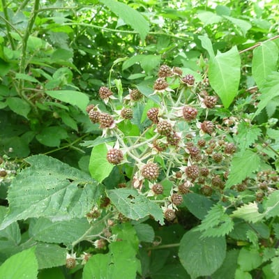 Rubus macrophyllus — flower