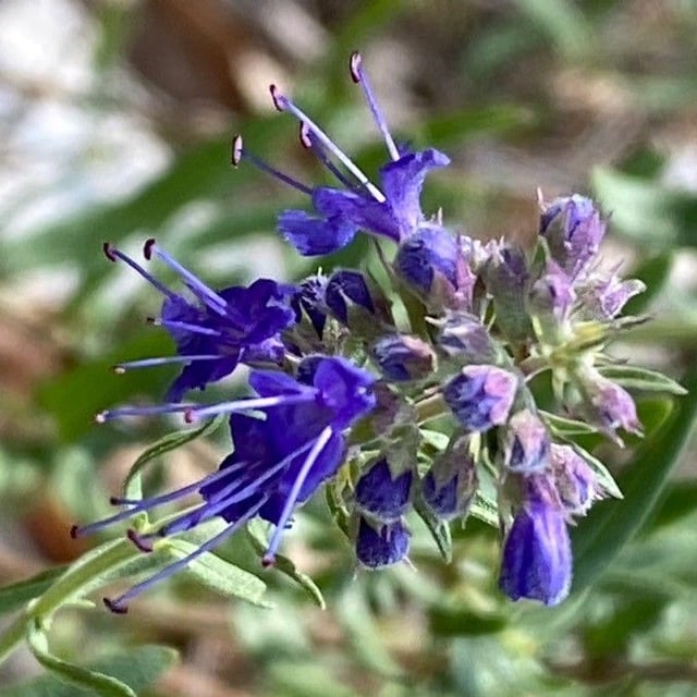 Hyssopus officinalis — flower