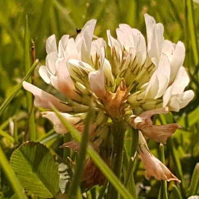 Trifolium pallescens — flower