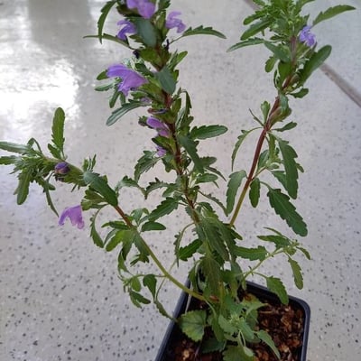 Dracocephalum moldavica — flower