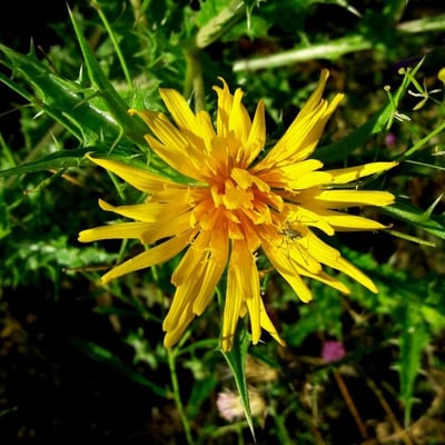 Scolymus hispanicus — flower