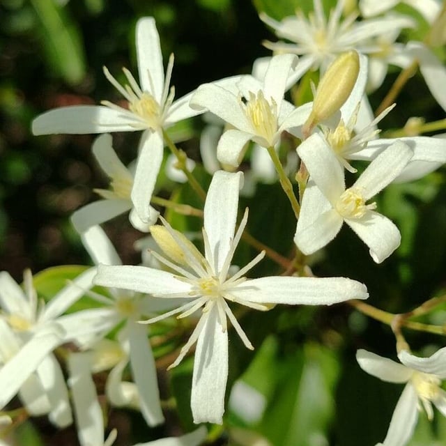 Clematis glycinoides — flower