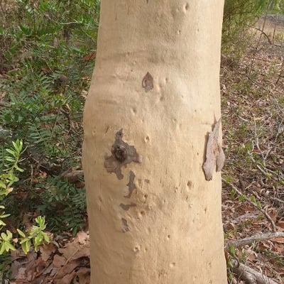 Eucalyptus mannifera — leaf