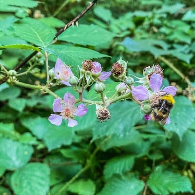 Rubus praecox — flower