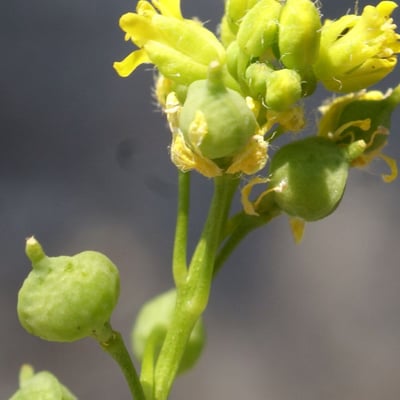 Neslia paniculata — flower
