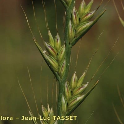 Lolium temulentum — flower