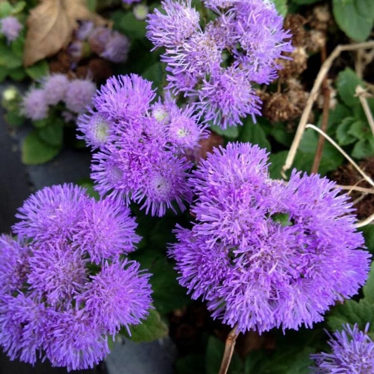 Mexican ageratum