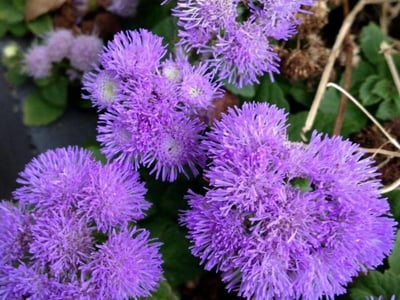 Mexican ageratum
