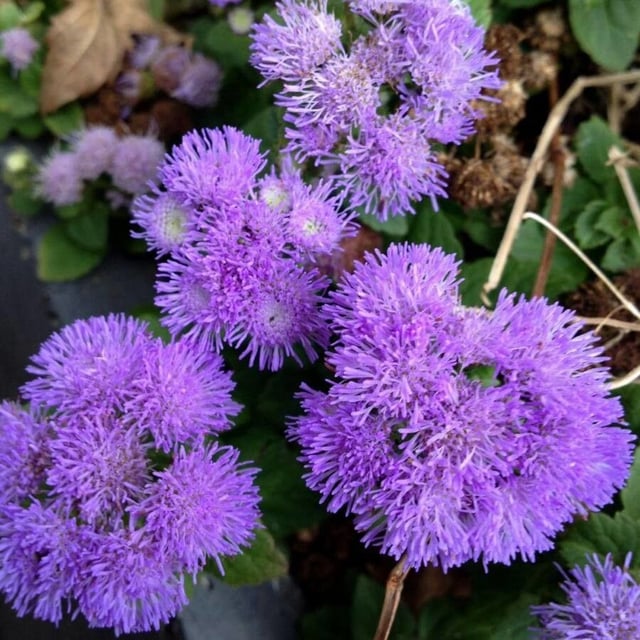 Ageratum houstonianum — flower