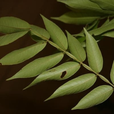 Inga thibaudiana — leaf
