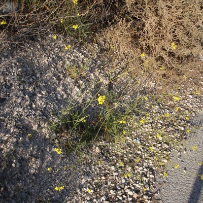 Diplotaxis harra — flower