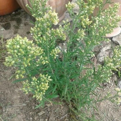 Erigeron sumatrensis — flower