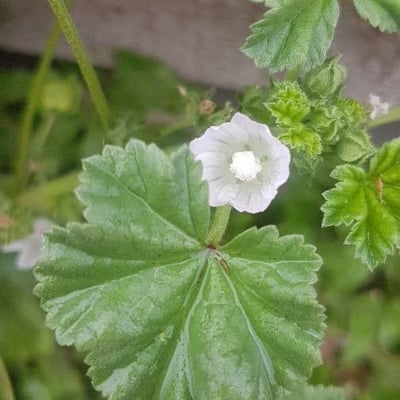 Malva pusilla — flower
