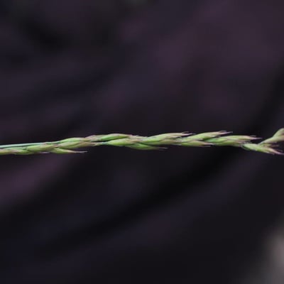Festuca lemanii — flower