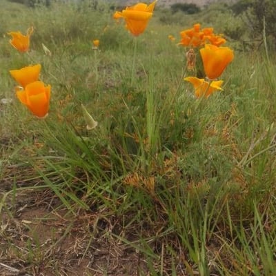 Eschscholzia californica — flower
