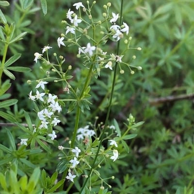 Galium album — flower