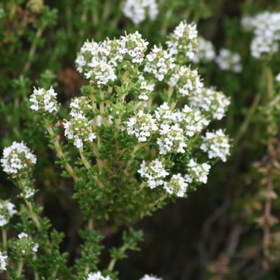 Thymus carnosus — flower