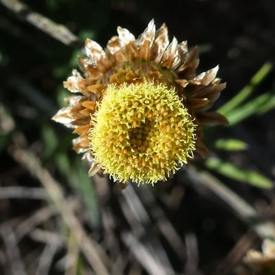Phagnalon saxatile — flower