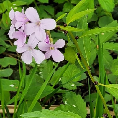 Cardamine bulbifera — flower