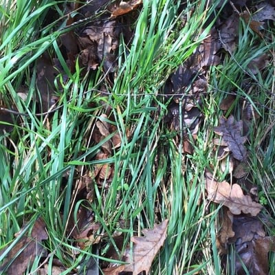 Arrhenatherum longifolium — leaf