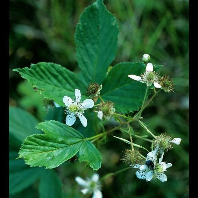 Rubus allegheniensis — flower