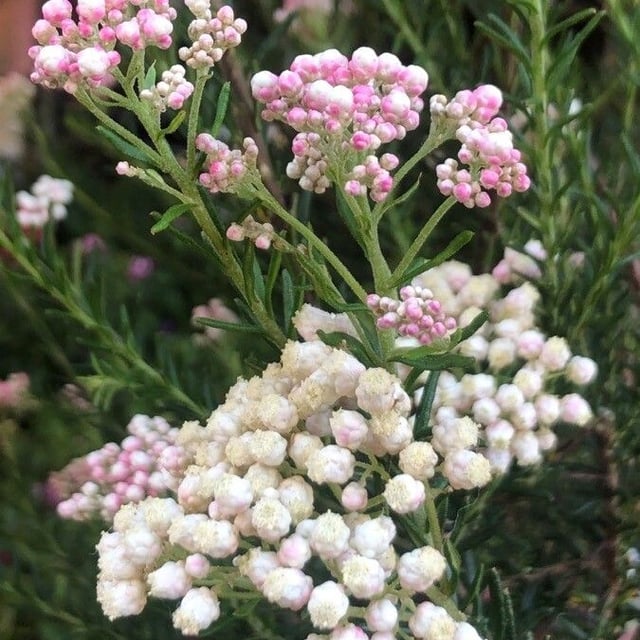Ozothamnus diosmifolius — flower