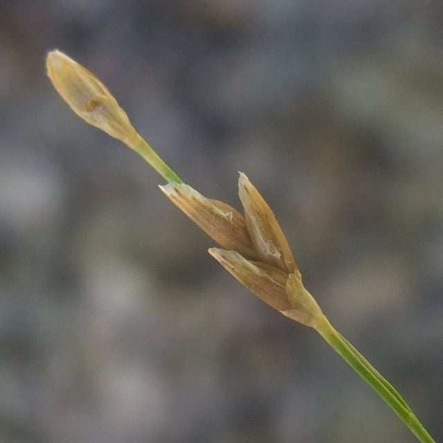 Glyceria notata — flower