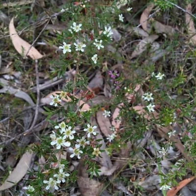 Leptospermum polygalifolium — flower
